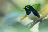 Black-necked Wattle-eye