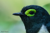 Black-necked Wattle-eye