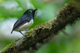 Black-necked Wattle-eye