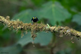 Black-necked Wattle-eye