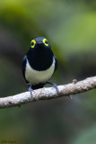 Black-necked Wattle-eye 