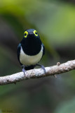 Black-necked Wattle-eye