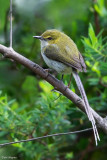 Green Longtail