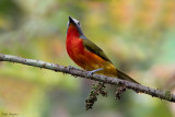 Fiery-breasted Bush-shrike