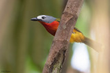 Fiery-breasted Bush-shrike