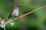 Ursula's Sunbird