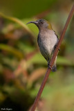 Ursula's Sunbird
