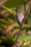 Ursula's Sunbird