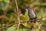Ursula's Sunbird