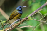 Cameroon Sunbird