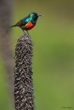 Northern Double-collared Sunbird