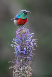 Northern Double-collared Sunbird