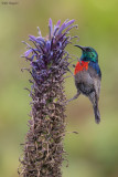 Northern Double-collared Sunbird