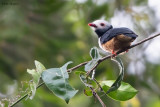 Rufous-bellied Helmetshrike