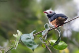 Rufous-bellied Helmetshrike