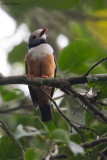 Rufous-bellied Helmetshrike
