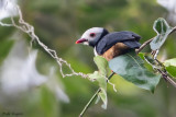 Rufous-bellied Helmetshrike