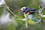 Rufous-bellied Helmetshrike 