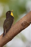 Yellow-throated Cuckoo