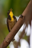Yellow-throated Cuckoo 