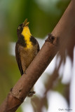 Yellow-throated Cuckoo