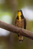 Yellow-throated Cuckoo