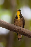 Yellow-throated Cuckoo