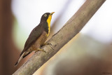 Yellow-throated Cuckoo