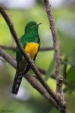 African Emerald Cuckoo