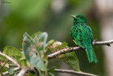 African Emerald Cuckoo