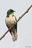 Klaas's Cuckoo
