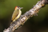 Johnston's Woodpecker