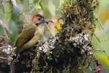 Johnstons Woodpecker