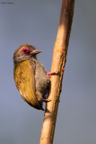 African Piculet