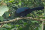 Yellow-billed Turaco