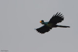 Great Blue Turaco