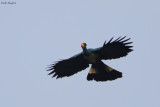 Great Blue Turaco