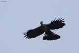 Great Blue Turaco