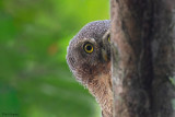 Sjostedt's Owlet