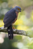 Red-chested Goshawk