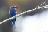 Blue-moustached Bee-eater