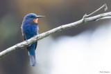 Blue-moustached Bee-eater