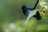 White-bellied Crested Flycatcher
