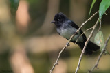 White-bellied Crested Flycatcher