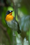 Orange-breasted Forest-robin