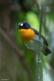 Orange-breasted Forest-robin