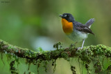 Orange-breasted Forest-robin