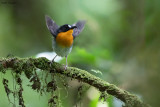 Orange-breasted Forest-robin