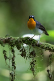Orange-breasted Forest-robin