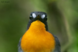 Orange-breasted Forest-robin